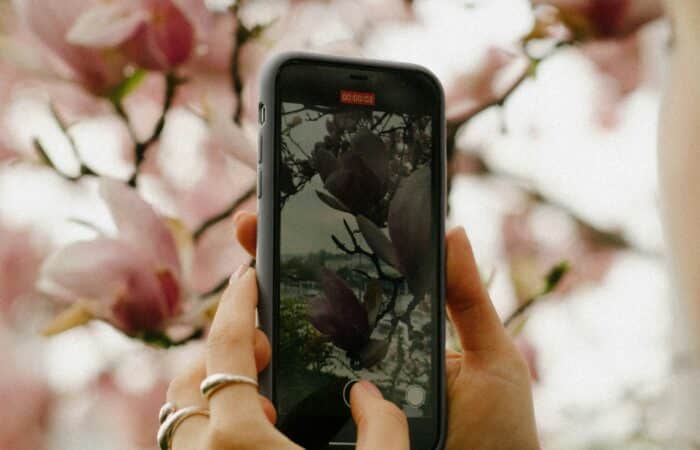 A woman's hands take a photograph of pink magnolia blossoms on a tree using her mobile phone.