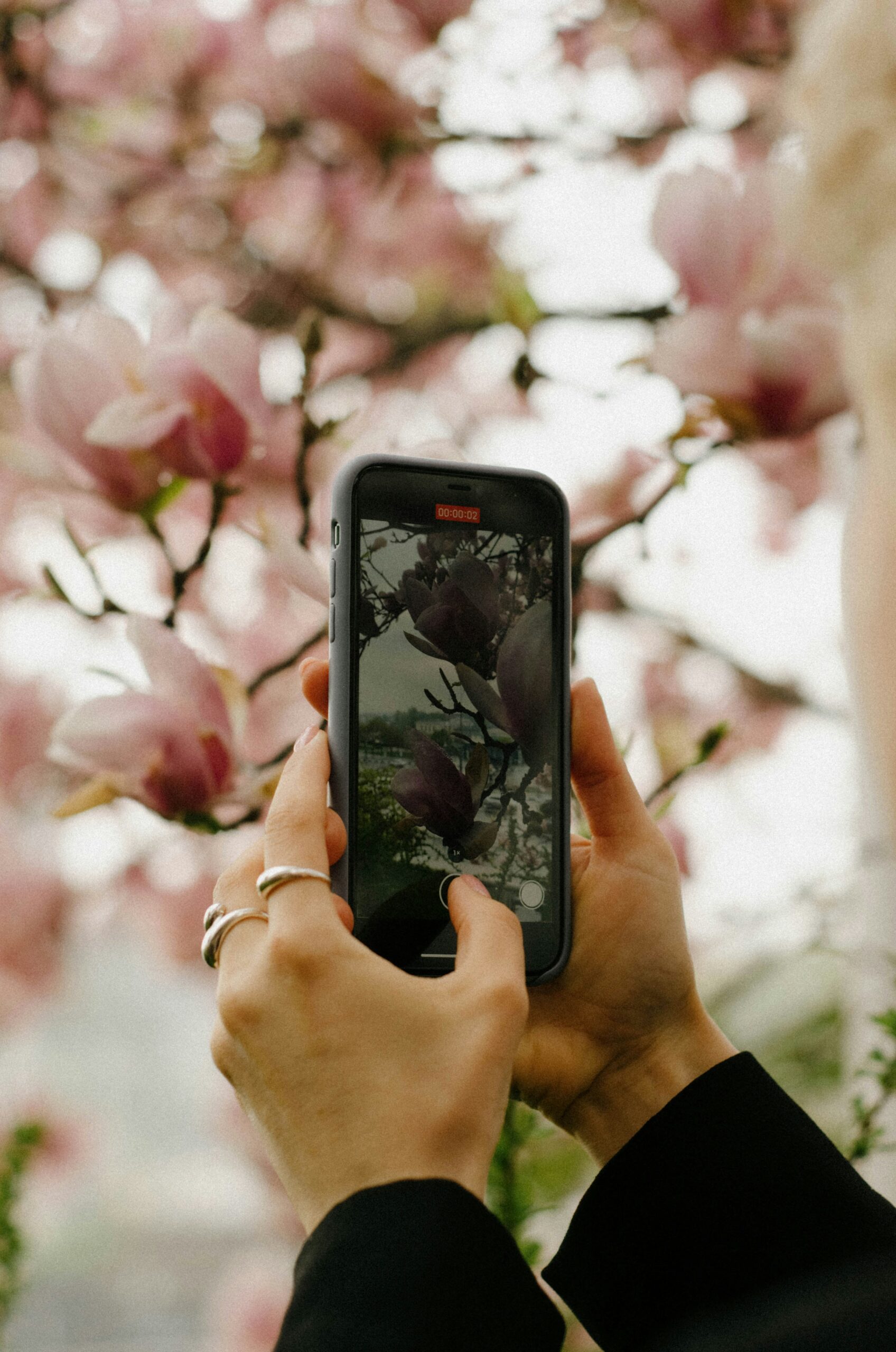 A woman's hands take a photograph of pink magnolia blossoms on a tree using her mobile phone.