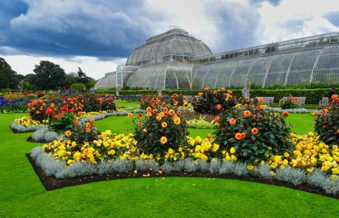 An image of Kew Gardens Temperate house behind a collection of yellow, orange, and purple flowers.