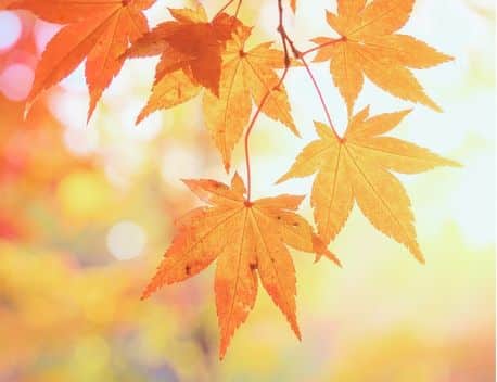 Orange autumn leaves hanging off a thin branch.